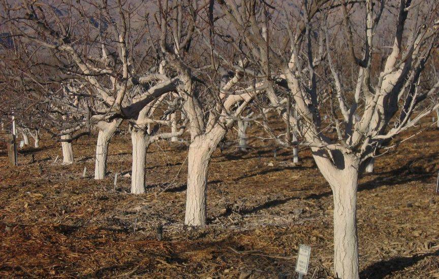 garden_works's tweet image. Садоводство в апреле: завершаем подготовку к сезону

В марте начинаем подготовку к новому сезону, в апреле продолжаем начатые работы. Если март — это «На старт!», то апрель — уже «Внимание!»)
Читать далее... mygardenworks.ru/april/ 🏁

#садоводство #садоводы
#gardening #gardeners