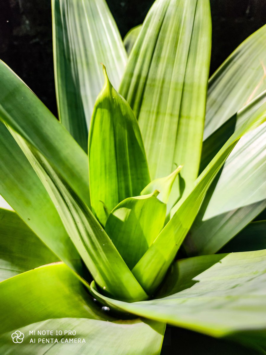 kitringg's tweet image. Segerrr~ 
#minote10pro