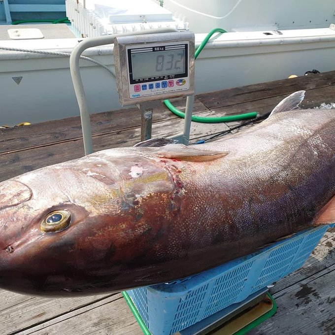 カンパチの特徴 見分け方 写真から探せる魚図鑑