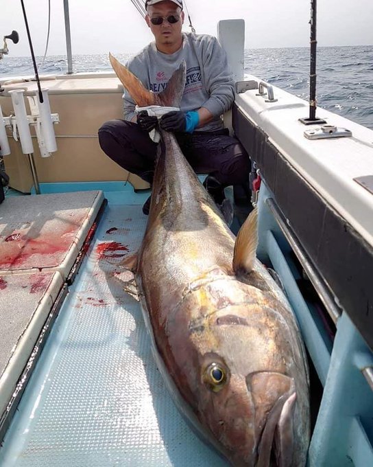 カンパチの特徴 見分け方 写真から探せる魚図鑑