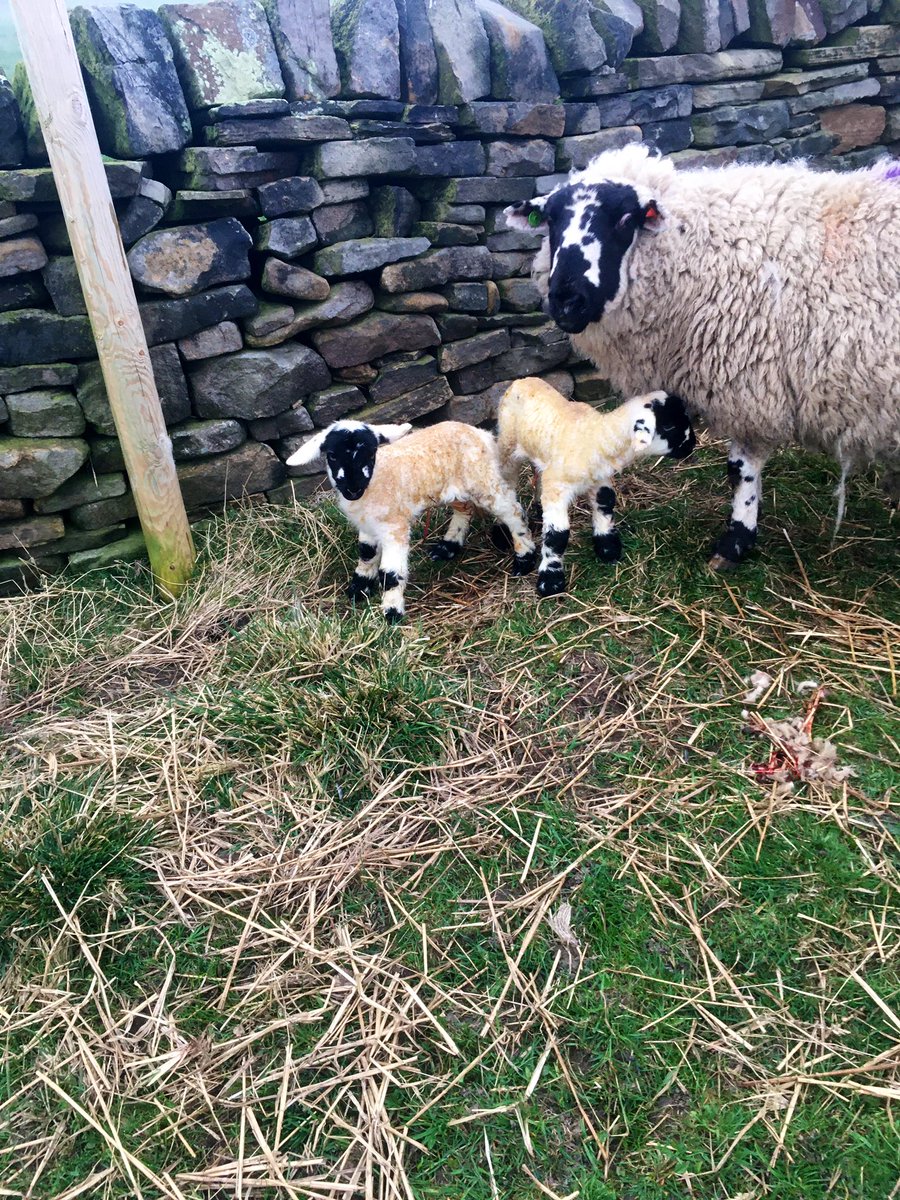 Emerald_JEgg's tweet photo. Happy Good Friday y’all! These new arrivals (a boy and a girl) greeted me at first light (and I’ve another lady inside on the maternity ward who I had to give a bit of assistance to 👨⚕️) #lambspam #easterlambs - submit your names beginning with A 👇🏻👇🏻 https://t.co/QntDxrRbMk