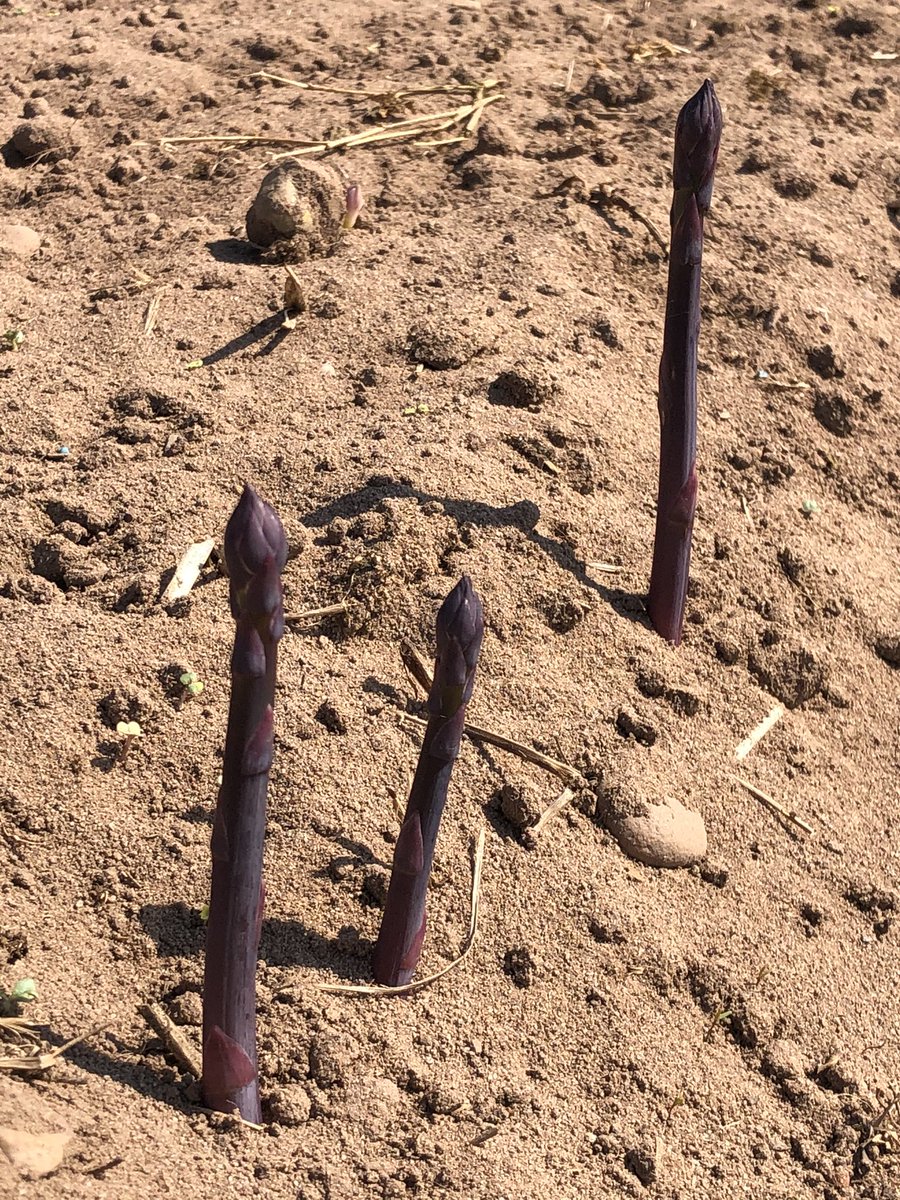 HullandCaroline's tweet photo. It’s that time of year again! Handpicked, fresh #british #asparagus @westgrowers It doesn’t get better than this! https://t.co/DK7vOUICF1