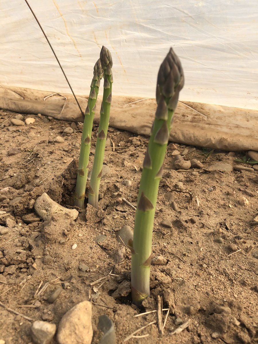 HullandCaroline's tweet photo. It’s that time of year again! Handpicked, fresh #british #asparagus @westgrowers It doesn’t get better than this! https://t.co/DK7vOUICF1
