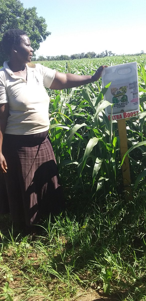 ItmosciFert's tweet photo. Zimbabwe's Peasants Pride! #ExtraBoostFertilizer #SustainableLivelihoods @AgritexS @zfu_official @zimagricsociety https://t.co/KqyjG9vUbS
