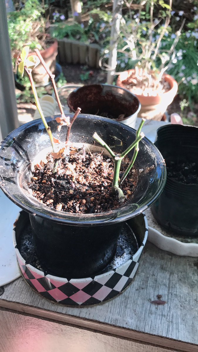 とろ美 Twitterissa 趣味の薔薇いぢり 切った枝を挿し木してみて１年 ダメ元で枯れるまで植えてたらムチャクチャマッチョ系な根っこが出てて急いで鉢上げしました 芽もちゃんと出てくれるかなぁ