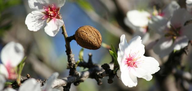 Alaa_ba12's tweet photo. It's the season of the green almond in the Gaza Strip. 💚🇵🇸😍
#Gaza  💚 https://t.co/yYOT9fwpHL