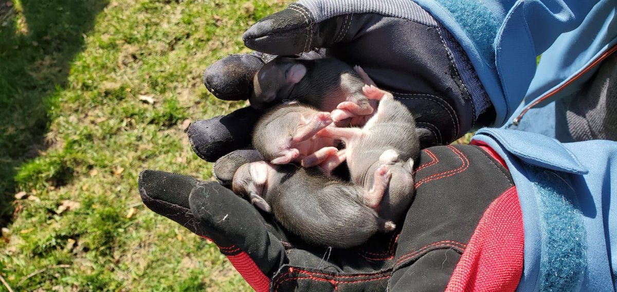 He even led us to the rabbit hole and we found a colony of four babies there - their borough was partially destroyed by the rain/wind. We took them to safety and away from Murphy (our 95 lbs doofus forgets his size sometimes)