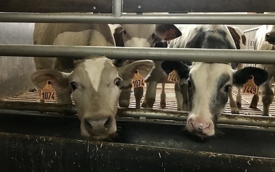 InstitutElevage's tweet photo. Filière veau : 35% de baisse d’activité en raison du coronavirus https://t.co/oTNWnN2ngM https://t.co/PBrm0q3v9e