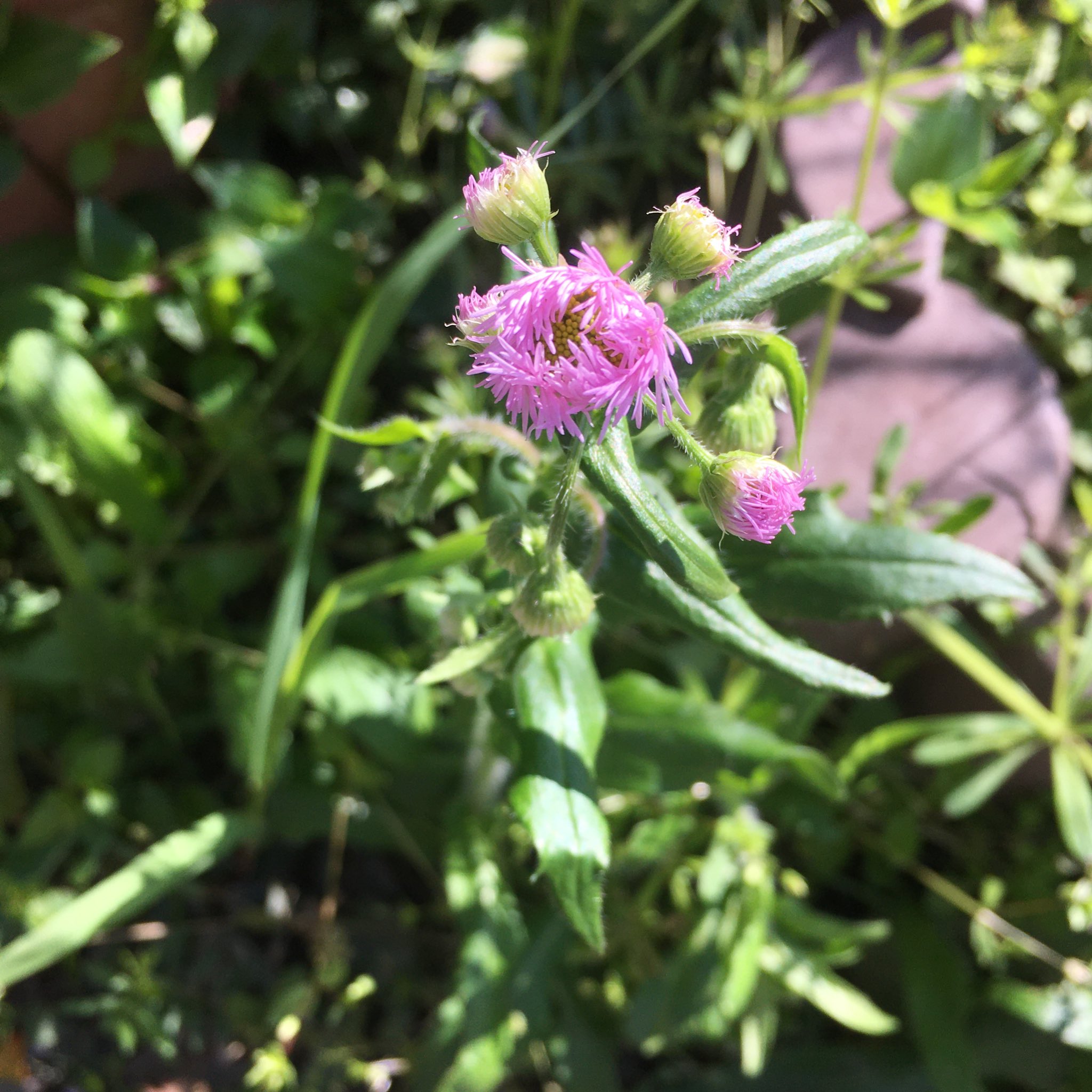 Cotori ことり 今日の野の花辞典 ハルジオン 春紫苑 つぼみ 花言葉 追想の愛 花灯り 花で笑顔に T Co Oz47zxwgp2 Twitter
