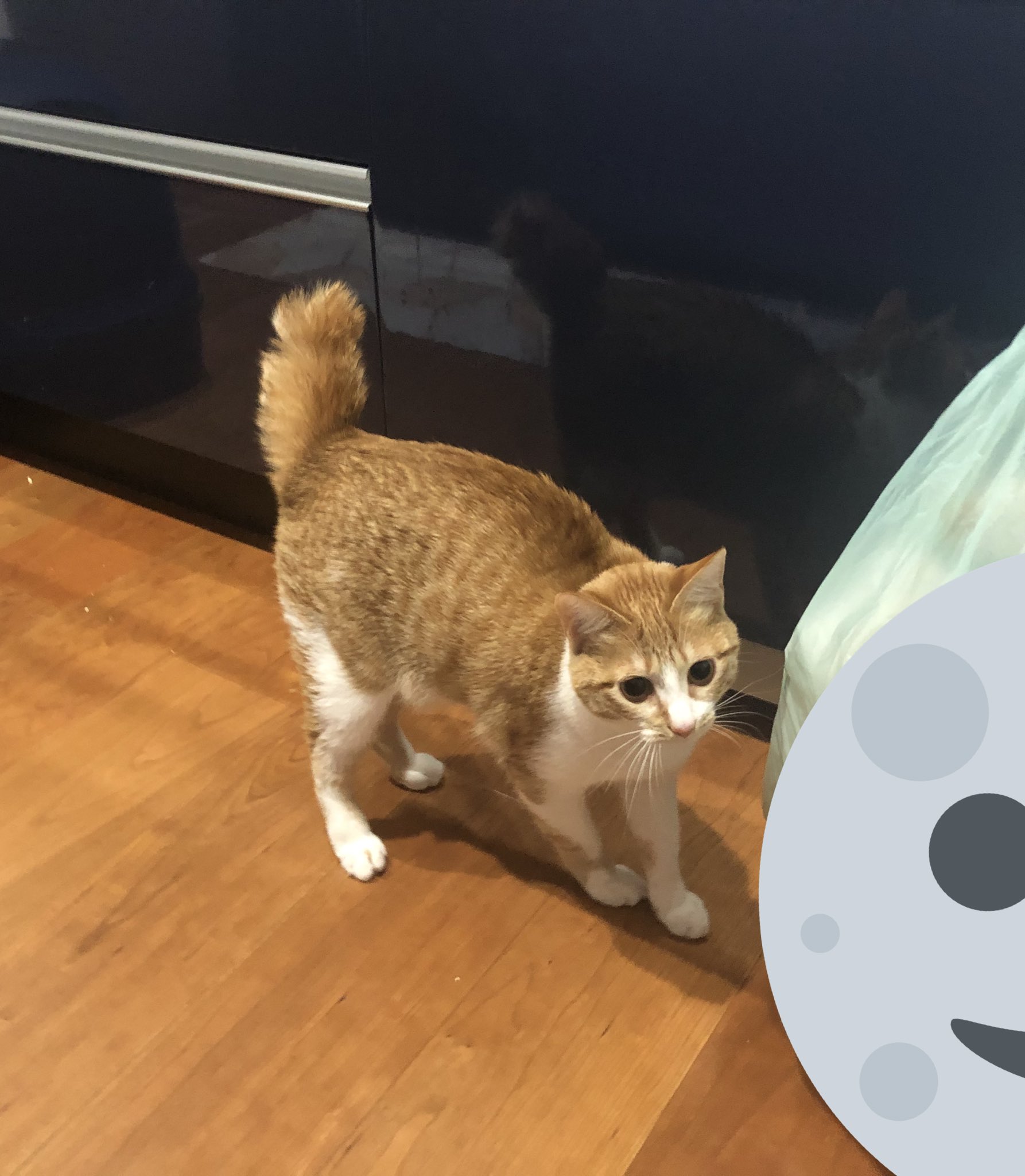 キュルz Anetofu なんと 膨らむと水筒ブラシ かわいいですね Twitter