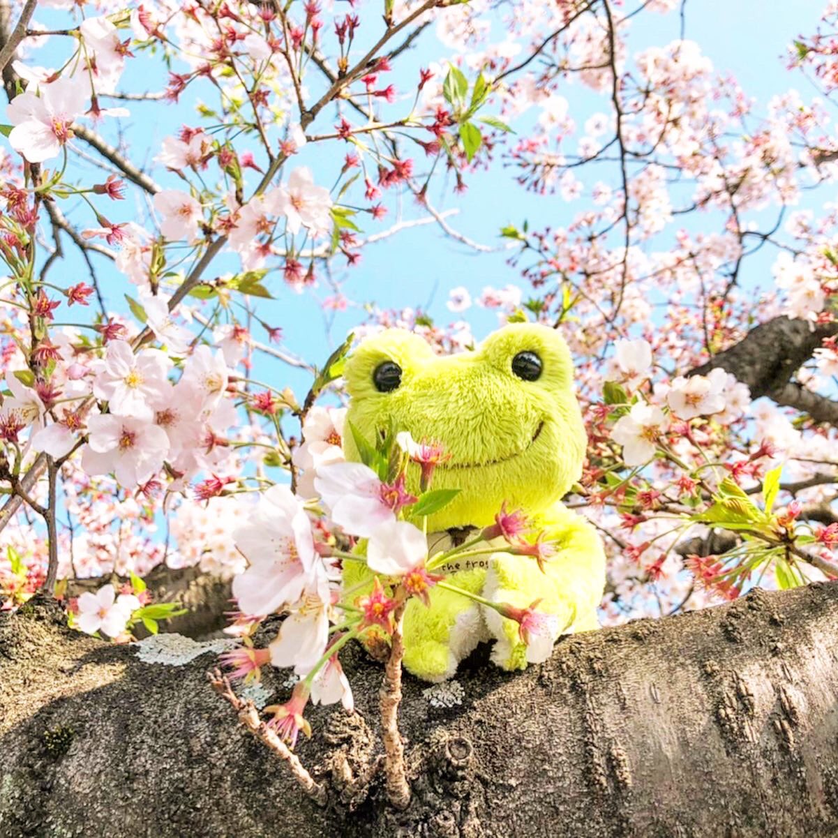 かえるのピクルス　USAマスコット桜 かえるのピクルス/pickles the frog on X: 