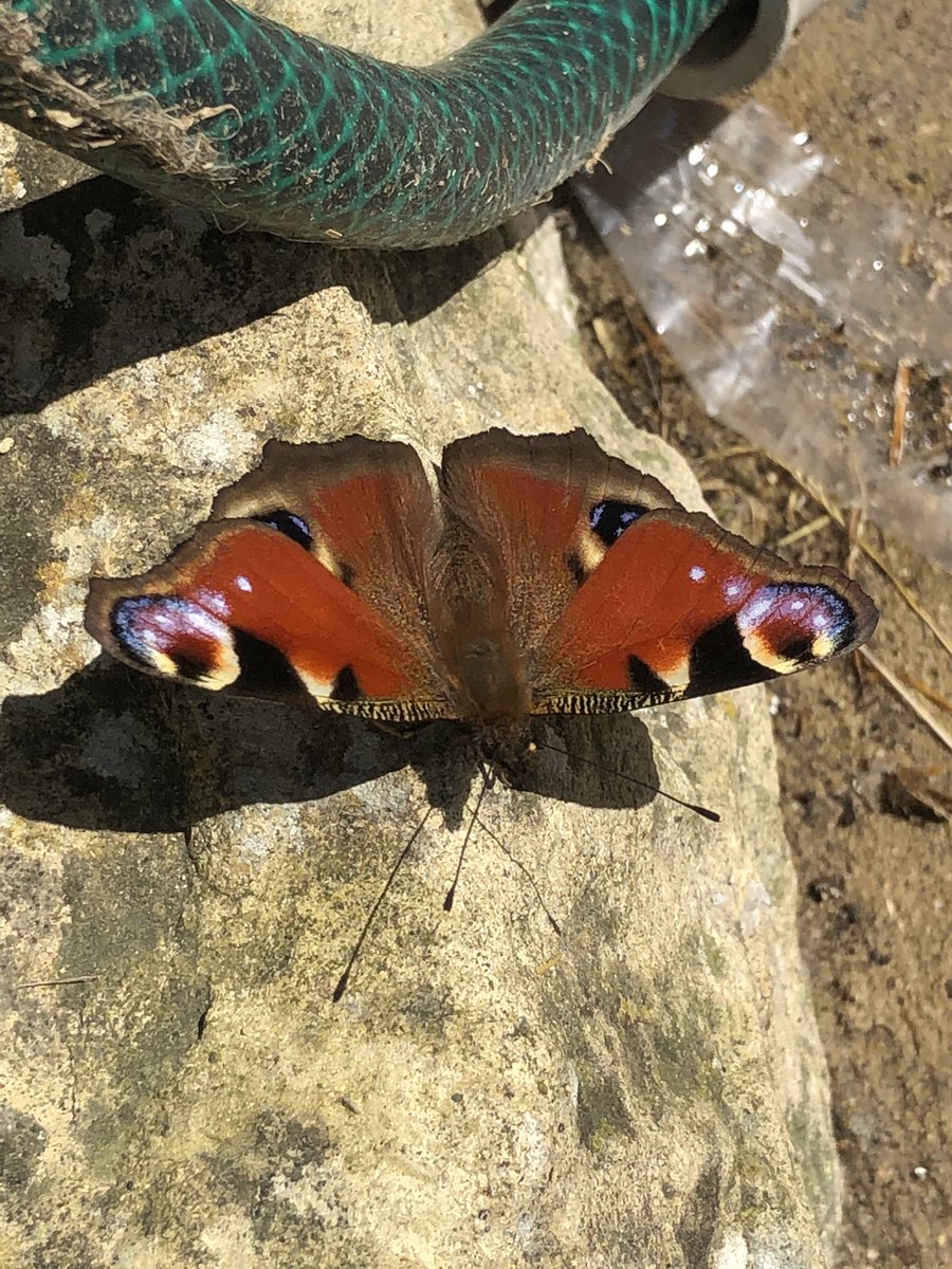 Always nice to have helping hand at work 💛 🦋