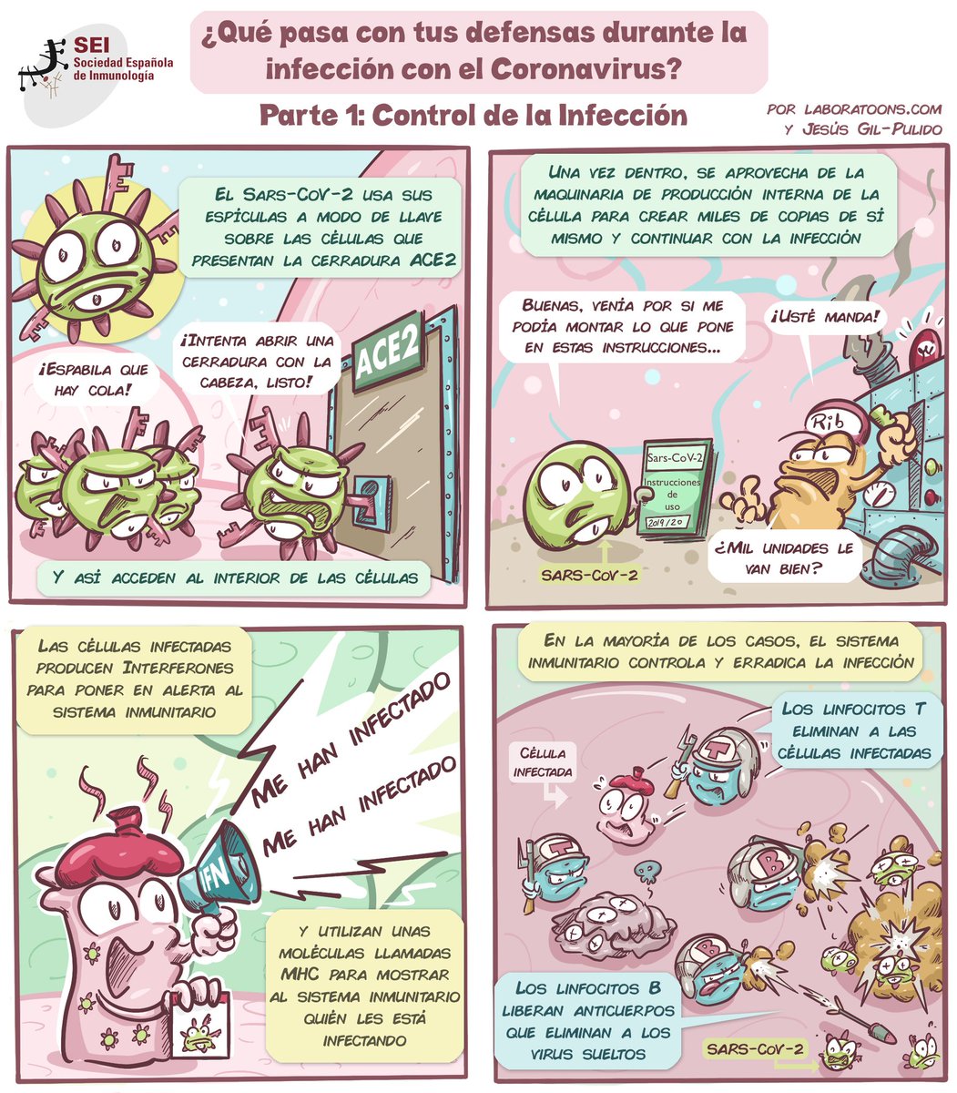 ALymphsLife's tweet photo. Y aquí el #comic completo👇! 
Next week la parte 2, en la que hablamos de cuándo y por qué se desencadenan los síntomas graves
🧪 siempre basándonos en los artículos científicos 
🔎 revisado por @SEinmunologia https://t.co/R7E5PePDbL