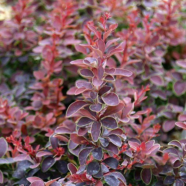 Berberis thunbergii & B. julianae (Berberidaceae) and lots of others so take care with ID here