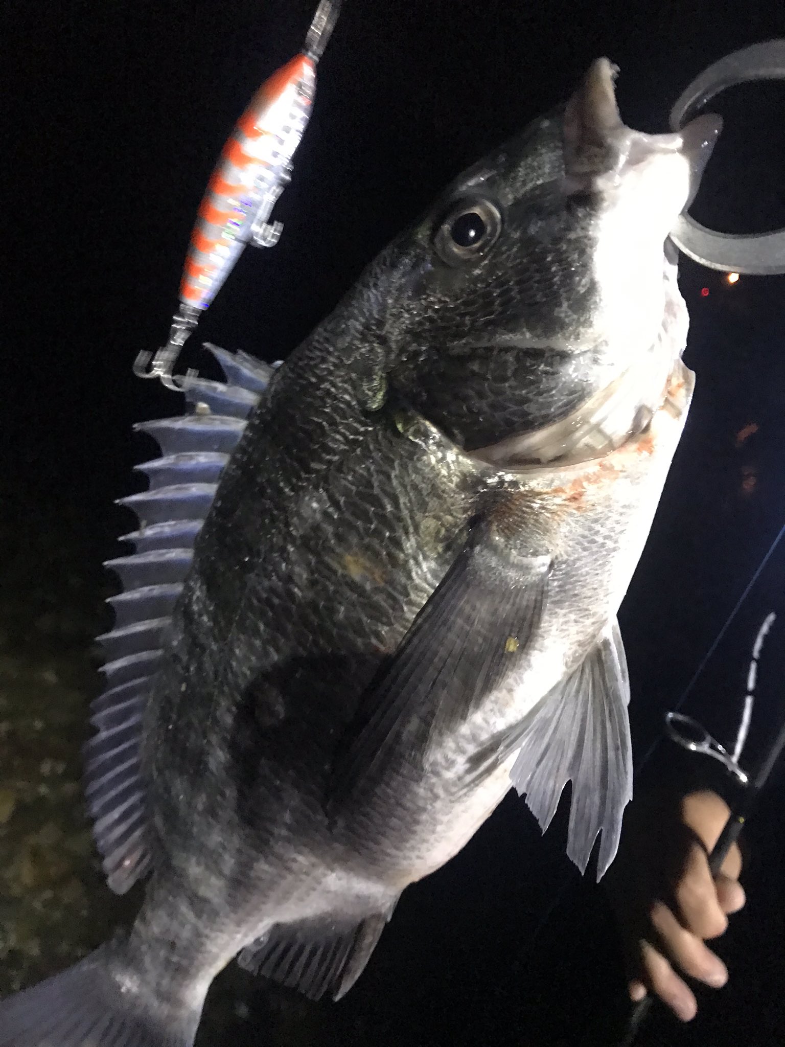 Sushibei 浜名湖 遠州灘 奥浜名湖ナイトゲーム 昨晩もチヌ 腹パンな黒鯛 引きは楽しいよ クロストリガー 房総チャートは 餌ですね 写真は鳥居カラー 浜名湖 奥浜名湖 黒鯛 チニング シーバス クロストリガー岡カラー クロストリガー鳥居