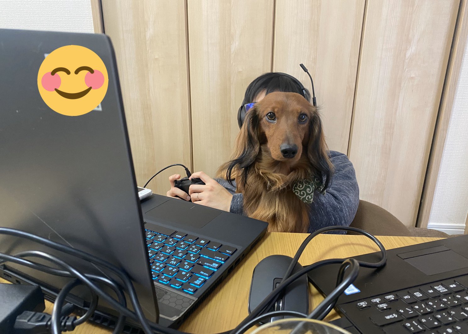 A猫 あねこ カラフル娘 旦那のテレワークを邪魔する犬 T Co F5u5sbc8p4 Twitter A猫 あねこ カラフル娘 旦那のテレワークを邪魔する犬 T Co F5u5sbc8p4 Twitter