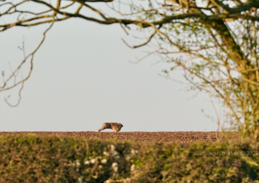 wildaboutimages's tweet photo. Morning... π
and stretch #hareyoga #wildlife #onmypatch ππ»#lockdownwalk https://t.co/kh9lLGMIFN