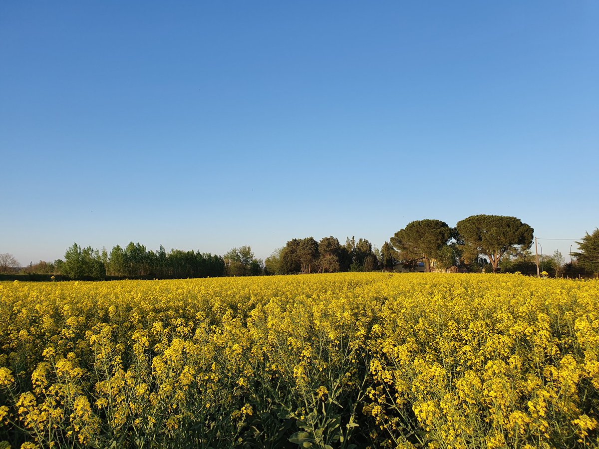 PierreA_Marre's tweet photo. #TDP #Colza
- le vent SE + sec font galoper encore d'avantage les colzas qui devront avoir de l'eau très prochainement pour sauver le potentiel ! (0 mm depuis 9 mars).
- Beau stade G2 a G3
- #Banquizz qui confirme sur #Exception en visuel ⚠️
@ColzaDifferent @terresinovia https://t.co/FAvQo2WFTq