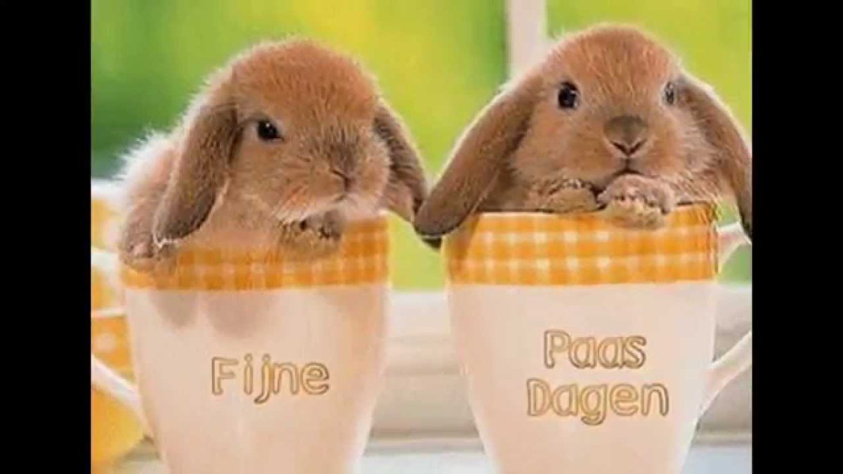 Wij bij Diamant schoonmaakbedrijf wensen iedereen een vrolijk en gezond paas weekend.
U kunt ons altijd bereiken op email info@diamantschoonmaakbedrijf.nl