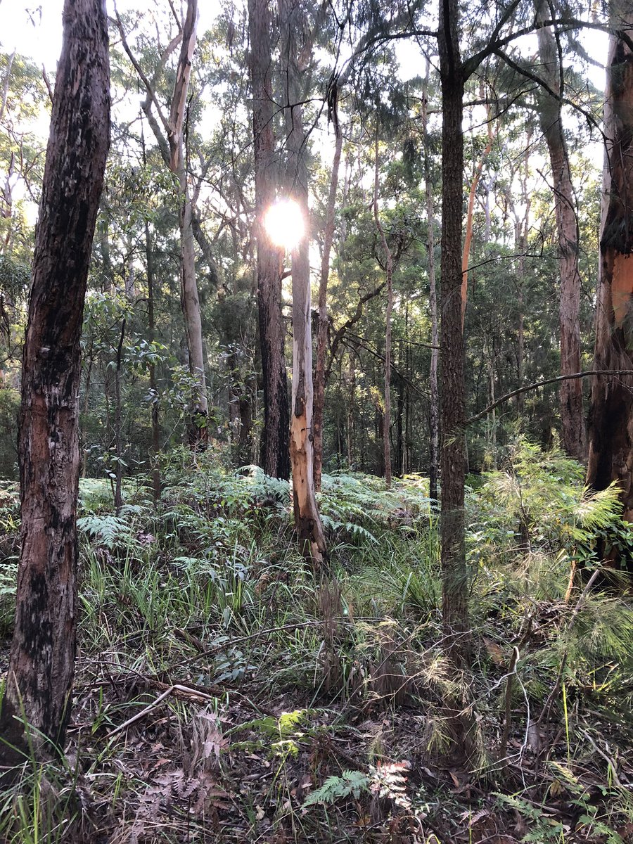 newietraveller's tweet photo. Afternoon trail walk through a Hillsborough State Reserve #trails #walking #fitness #bushland #wildflowers #MentalHealthMatters https://t.co/iUKGSxIVfk