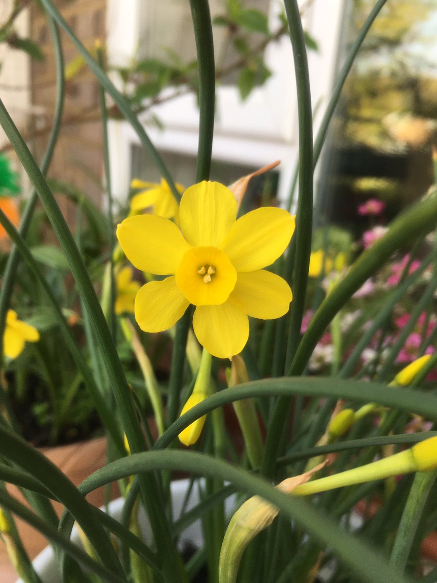  #postaplantaday is the narcissus baby moon on the  #balconygarden since it’s in bloom at the moment - cute as a button (and the same size!) Smells divine!