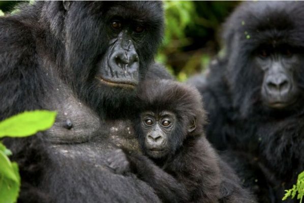 earthrally's tweet photo. Coronavirus: Great apes on lockdown over threat of disease great apes like gorillas Great apes have been put on lockdown against the threat of coronavirus. #Africa #Air #AirPollution #change #ClimateChange #CoronaVirus #COVID19 #Earth #EarthRally #EarthRa https://t.co/jBT2wC4E16 https://t.co/dVXTOgw0mU