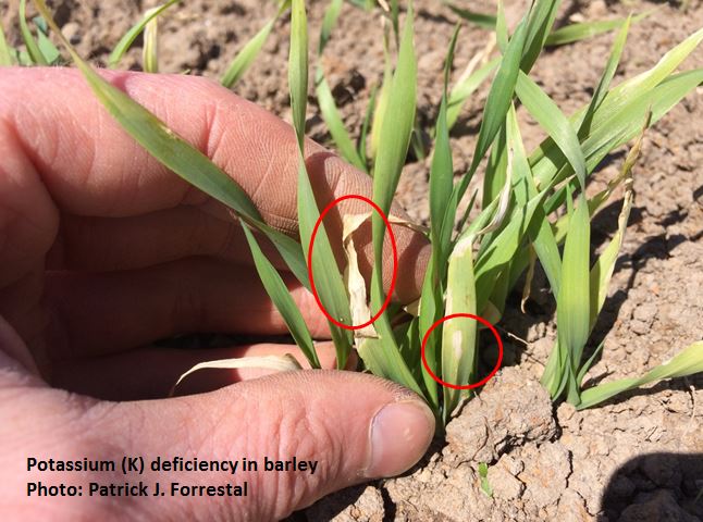 ForrestalPJ's tweet photo. Keep an eye out for Potassium (K) deficiency in emerging spring cereals particularly at low #soil test K. Signs K is problem, white chlorotic flecking on the leaves followed by firing of tips. Catch it early and you can fix it with muriate/sulphate of potash or polyhalite https://t.co/EE712OXcDC
