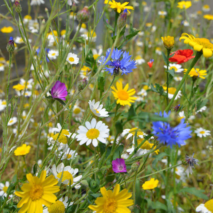 earthrally's tweet photo. Coronavirus: Lockdown 'could boost wild flowers' A plant charity is predicting a boost for wild flowers because some councils have stopped mowing verges and parks during the Covid-19 crisis.
Plantlife #Air #AirPollution #ClimateChange #Earth #EarthRally #E https://t.co/hvFVW7U8r6 https://t.co/kXO2BDDBIG