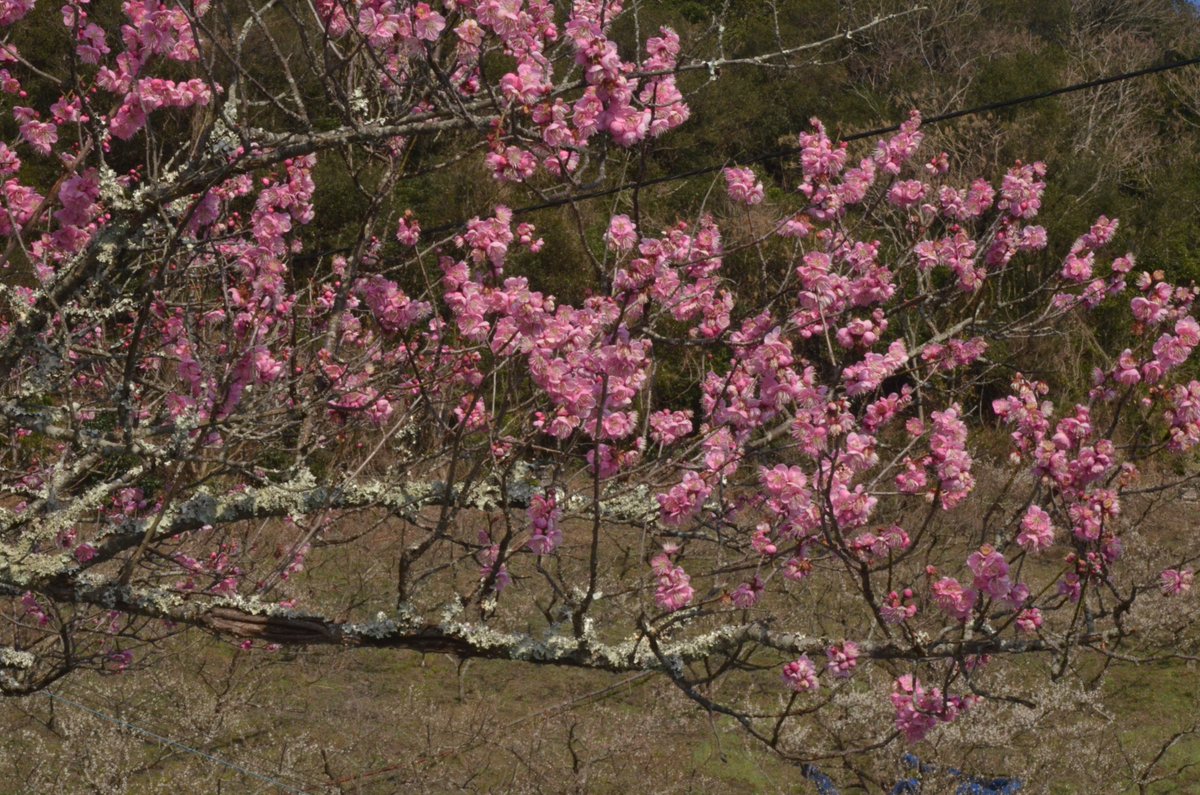 UME plum trees in Japan ! 
#freex #freexpro #iloverunning  #budgethiking #budgethikingshoes #hikingshoes #waterproofshoes #naturallovers #fullaircushion #nationalparks #freefromvirus #ume #umepower #japan