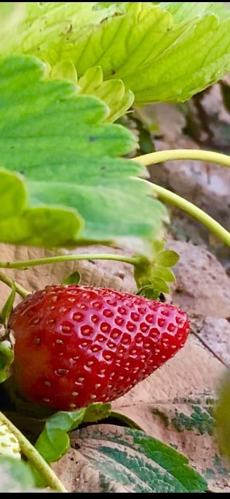 ahmetsomali's tweet photo. First strawberry farm in #Somaliland it’s fresh &amp; delicious and cheap! How cool is that ? Let’s invest &amp; do more for this nation &amp; to our people. #Burco #GeesBeerRajjoBeer https://t.co/wuLL8E8RYb