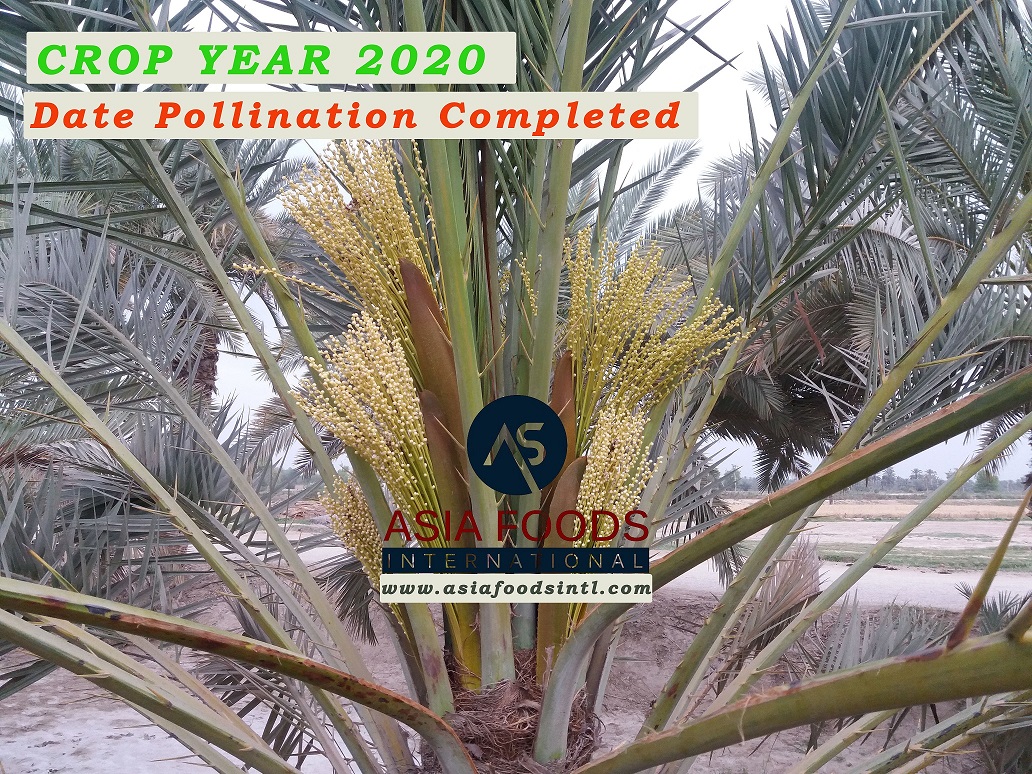 DATE CROP 2020
Pollination Completed. New Crop to start Aug-2020

#pollination #date #crop #agriculture #pitteddates #choppeddates #diceddates #Pakistanidates #aseelDates #PakistanAseelDates #nuts #nutrients #ingredients #foodingredients #agribusiness #AseelDatesCrop2020