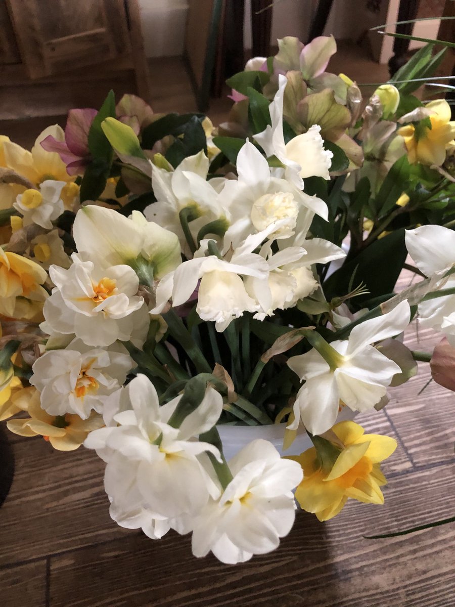 20 degrees today and it’s more like 8 here on the East coast. On the plus side the narcissi just go on and on #easterflowers #yorkshiregrower