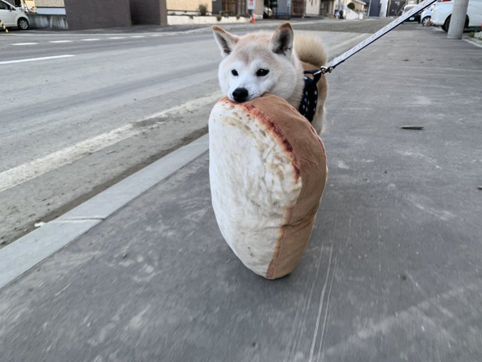 柴犬 パンじゃなきゃだめ 食パンをくわえてお散歩に出るワンちゃんが恋に落ちそうなかわいさ ねとらぼ