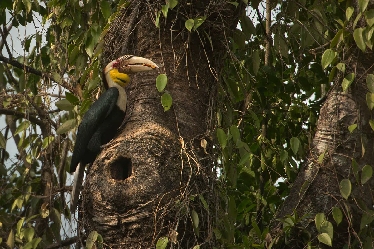 Hornbill's unique Nesting behaviour.They Nest in large softwood trees with existing cavities.During the breeding season the female seals herself inside this cavity with droppings & mud and lays eggs, leaving only a slit for the male to bring back food for the family @ncfindia