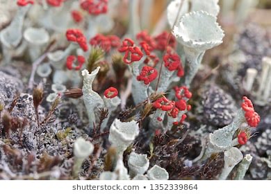 9. Tilda X Cladonia sp.