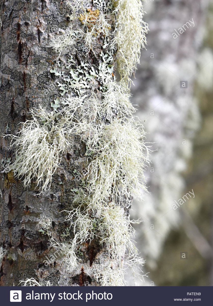 11. Tilda X Usnea sp.