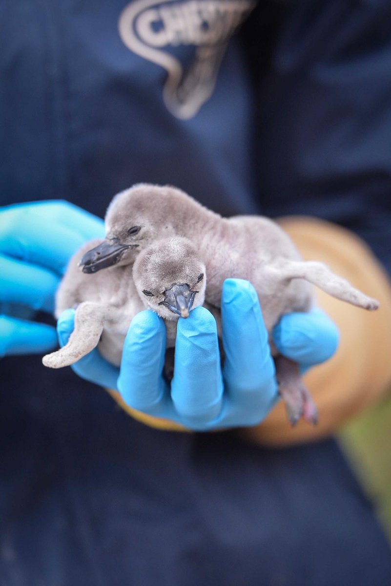 Our 🐧 chicks need names!

The naming theme this year recognises the amazing work of our #NHSHeroes - please reply &amp; nominate a hospital below 👇👇

So this little chick *could* be named Nightingale or Countess (after the Countess of #Chester)...

Thank you from Chester Zoo! 💙