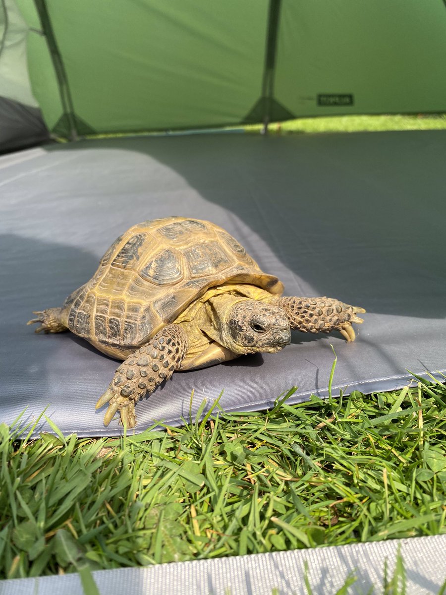 TonyAkrj's tweet photo. Tortoise and tent #StayHomeSaveLifes #CampAtHome @Alpkit https://t.co/QwdsabC9DD
