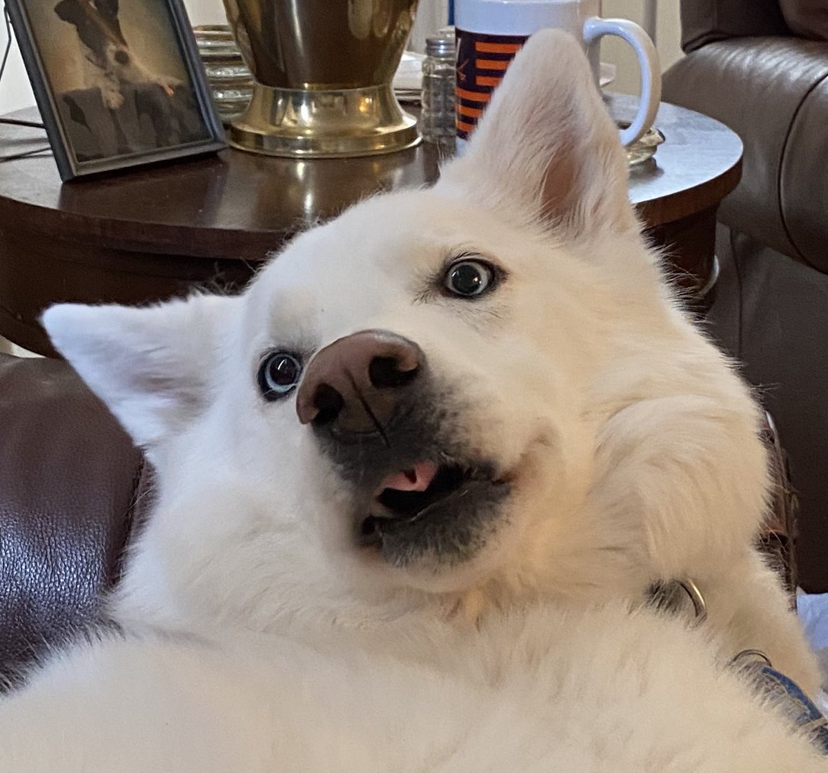 You stopped petting me, why?