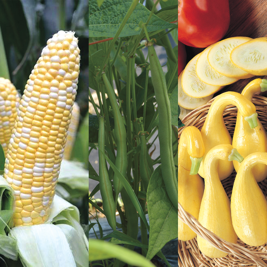 Park Seed tweet media