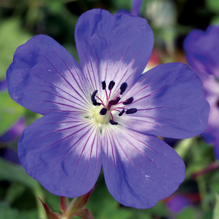 Roses don't need much help providing beauty.  Jackson and Perkins has a large collection of perennials ready to provide the colors, fragrances and forms ideal for showcasing your favorite roses!  📸:  Geranium Rozanne Bloom-48079.  #JacksonandPerkins #flowers