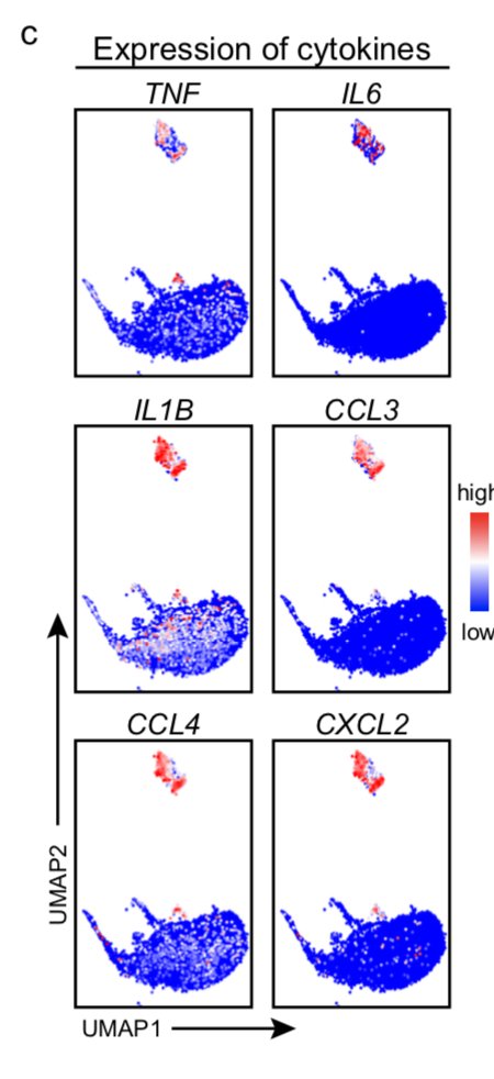there is a monocyte cluster specific enriched in severe  #COVID19 and receding during recovery/anti-IL6R...Expressing LOADS of cytokines & chemokines #Inflammasome gene upregulation (Il1B, NRLP3)Severe  #COVID19 monocytes express IL6 
