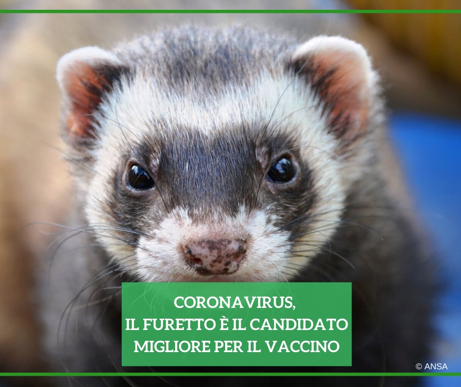ansa_2030's tweet photo. Il virus #SARSCoV2 si replica in modo efficace nei #furetti e nei gatti e male nei cani, nei suini, nelle galline e nelle anatre. Il furetto si è mostrato il candidato migliore per la valutazione di #farmaci antivirali o #vaccini.
#ANSAAmbiente
➡ https://t.co/bJ3xcTiiwq https://t.co/S9AFqk3fWj