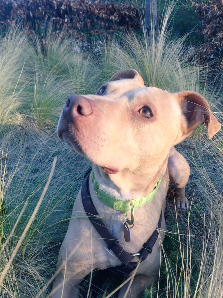 Ziggy is having a really really Good Friday #dogsoftwitter  #dogsofquarantine