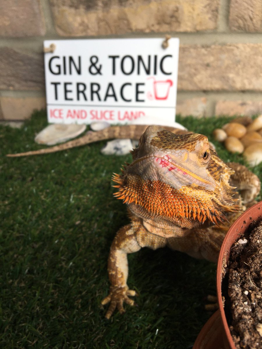 unseen_self_'s tweet photo. Pucker up π #BeardedDragon #raspberrylipstick https://t.co/XEkYgkqlhN