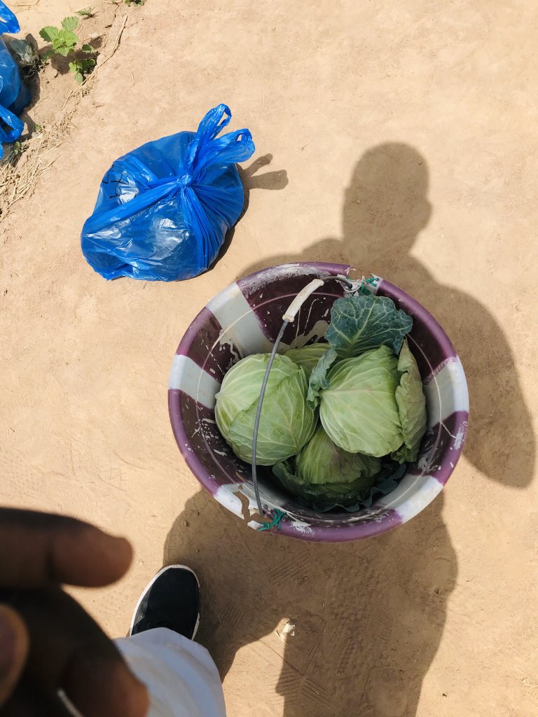 mohamedmars4's tweet photo. #récolte #choupommé. #essaie_comparatif_de_la_fiente_de_poule_et_du_compost_sur_le_rendement_de_chou_pommé @sidibe_diaka https://t.co/p9A2iUNbSY