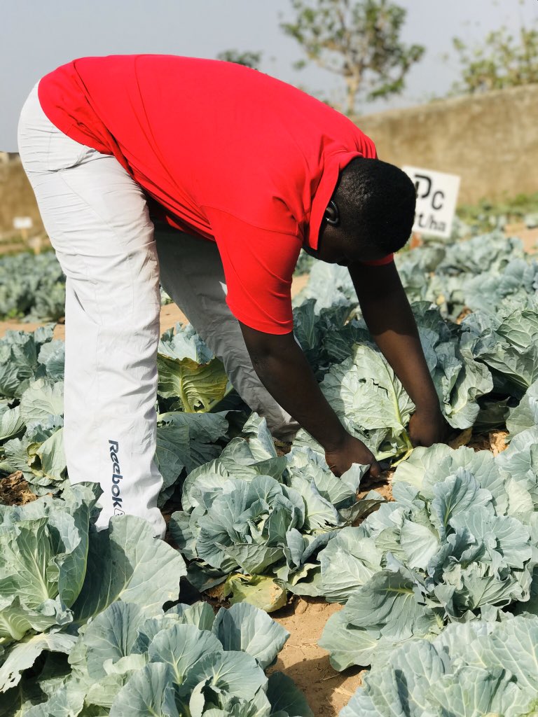 mohamedmars4's tweet photo. #récolte #choupommé. #essaie_comparatif_de_la_fiente_de_poule_et_du_compost_sur_le_rendement_de_chou_pommé @sidibe_diaka https://t.co/p9A2iUNbSY