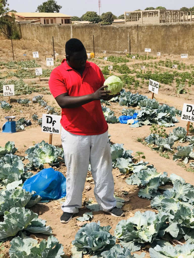 mohamedmars4's tweet photo. #récolte #choupommé. #essaie_comparatif_de_la_fiente_de_poule_et_du_compost_sur_le_rendement_de_chou_pommé @sidibe_diaka https://t.co/p9A2iUNbSY
