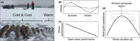 In Northern temperate freshwater fish species, higher performance during winter could trade‐off with reduced performance during brighter, warmer seasons, setting the stage for winter‐mediated species coexistence in Northern temperate lakes.

onlinelibrary.wiley.com/doi/full/10.11…