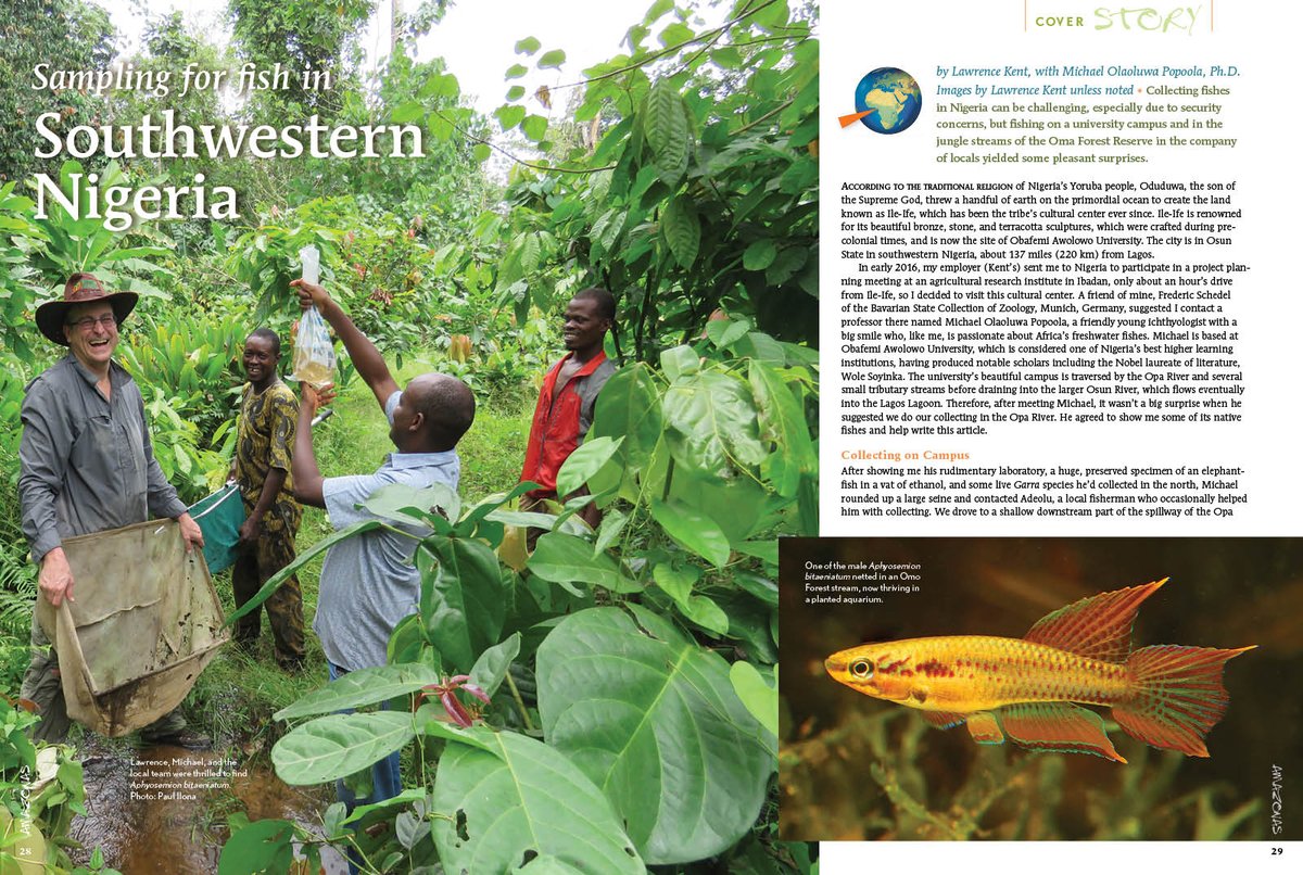 AmazonasMag's tweet photo. Amazonas Magazine #InsideLook: #Killies, #cichlids, #tetras, and #catfishes are just some of the treasures discovered as Lawrence Kent takes you on a journey, sampling for fish in Southwestern #Nigeria.
#fishcollecting #fishcollection #fishcollectingtrip #tropicalfish #aquariums https://t.co/dz0E7mBnSJ